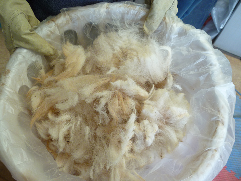 alpaca fibers