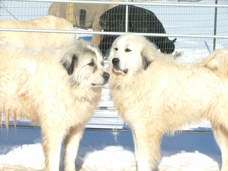 Butch & Sundance Butch & Sundance