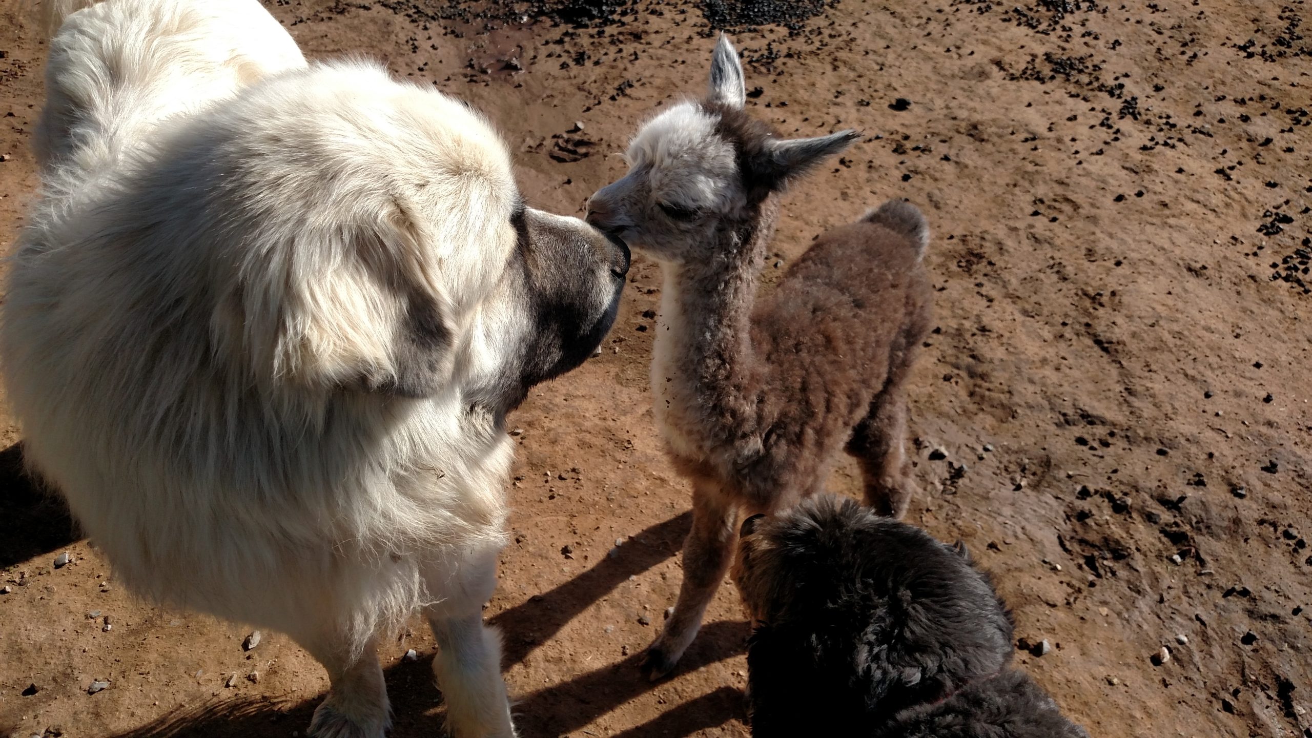 The Rest of the Fiber Tour & Welcome A Newborn Alpaca to the World